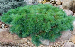 Hillside Creeper Scotch Pine (Pinus Sylvestris) - 6 Gallon Pot -Wilson Bros Garden pinus sylvestris hillside creeper 5 1