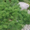 Hillside Creeper Scotch Pine (Pinus Sylvestris) - 1 Gallon Pot -Wilson Bros Garden pinus sylvestris hillside creeper scotch pine 8