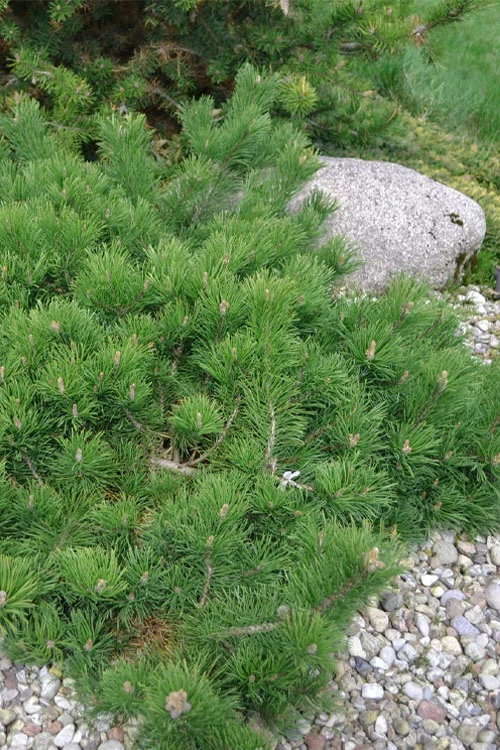 Hillside Creeper Scotch Pine (Pinus Sylvestris) - 1 Gallon Pot 3 Hillside Creeper Scotch Pine (Pinus Sylvestris) - 1 Gallon Pot