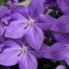 Pop Star Blue Balloon Flower (Platycodon) - 1 Gallon Pot -Wilson Bros Garden platycodon pop star blue balloon flower 13 1
