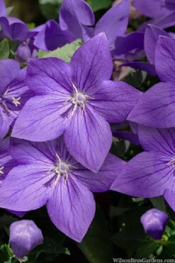 Pop Star Blue Balloon Flower (Platycodon) - 1 Gallon Pot
