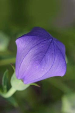 Pop Star Blue Balloon Flower (Platycodon) - 5 Pack Of Quart Pots -Wilson Bros Garden platycodon pop star blue balloon flower 2
