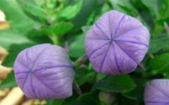 Pop Star Blue Balloon Flower (Platycodon) - 1 Gallon Pot -Wilson Bros Garden platycodon pop star blue balloon flower 4 1