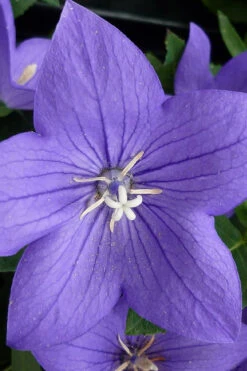 Pop Star Blue Balloon Flower (Platycodon) - 1 Gallon Pot -Wilson Bros Garden platycodon pop star blue balloon flower 5 1