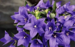 Pop Star Blue Balloon Flower (Platycodon) - 1 Gallon Pot -Wilson Bros Garden platycodon pop star blue balloon flower 8 1