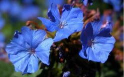 Hardy Blue Plumbago (Ceratostigma Plumbaginoides) - 6 Pack Of 2.5 Quart Pots -Wilson Bros Garden plumbago hardy blue perennial 3