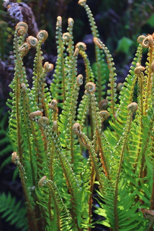 Western Sword Fern (Polystichum Munitum) - 6 Pack Of 1 Gallon Pots 6 Western Sword Fern (Polystichum Munitum) - 6 Pack Of 1 Gallon Pots - Image 4