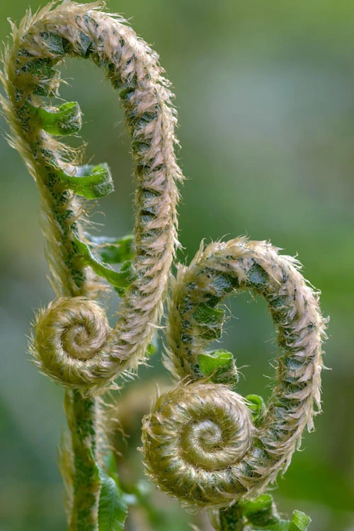 Western Sword Fern (Polystichum Munitum) - 6 Pack Of 1 Gallon Pots 10 Western Sword Fern (Polystichum Munitum) - 6 Pack Of 1 Gallon Pots - Image 8