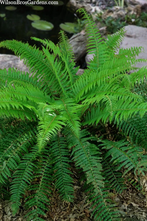 Western Sword Fern (Polystichum Munitum) - 6 Pack Of 1 Gallon Pots 11 Western Sword Fern (Polystichum Munitum) - 6 Pack Of 1 Gallon Pots - Image 9
