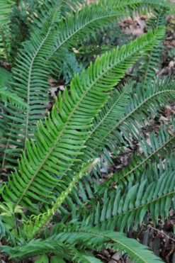 Western Sword Fern (Polystichum Munitum) - 1 Gallon Pot 18 Western Sword Fern (Polystichum Munitum) - 1 Gallon Pot -Wilson Bros Garden polystichum munitum western sword fern 5 1