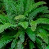 Western Sword Fern (Polystichum Munitum) - 1 Gallon Pot 2 Western Sword Fern (Polystichum Munitum) - 1 Gallon Pot -Wilson Bros Garden polystichum munitum western sword fern 7 1