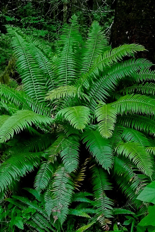 Western Sword Fern (Polystichum Munitum) - 1 Gallon Pot 3 Western Sword Fern (Polystichum Munitum) - 1 Gallon Pot