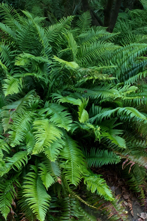 Western Sword Fern (Polystichum Munitum) - 1 Gallon Pot 7 Western Sword Fern (Polystichum Munitum) - 1 Gallon Pot - Image 5