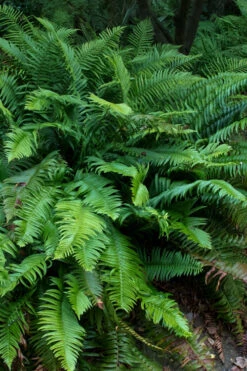 Western Sword Fern (Polystichum Munitum) - 6 Pack Of 1 Gallon Pots 16 Western Sword Fern (Polystichum Munitum) - 6 Pack Of 1 Gallon Pots -Wilson Bros Garden polystichum munitum western sword fern 8