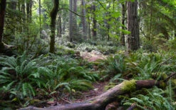 Western Sword Fern (Polystichum Munitum) - 1 Gallon Pot 17 Western Sword Fern (Polystichum Munitum) - 1 Gallon Pot -Wilson Bros Garden polystichum munitum western sword fern 9 1