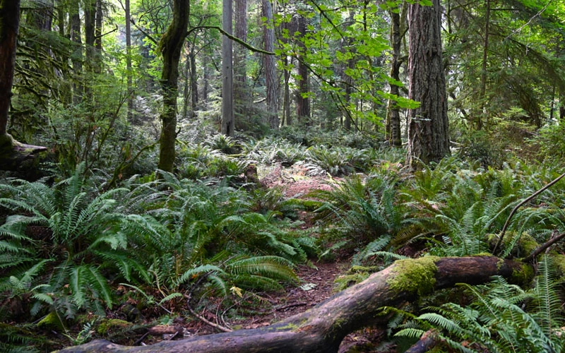 Western Sword Fern (Polystichum Munitum) - 1 Gallon Pot 8 Western Sword Fern (Polystichum Munitum) - 1 Gallon Pot - Image 6