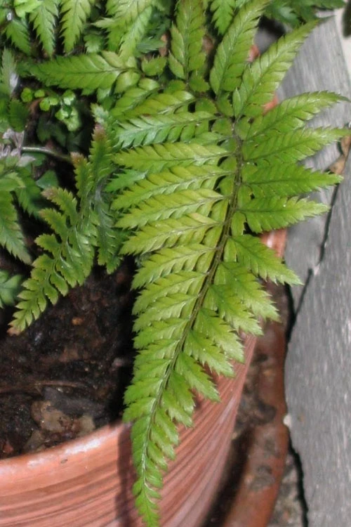 Korean Rock Fern - 1 Gallon Pot 6 Korean Rock Fern - 1 Gallon Pot - Image 4
