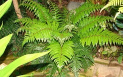 Korean Rock Fern - 6 Pack Of 1 Gallon Pots 13 Korean Rock Fern - 6 Pack Of 1 Gallon Pots -Wilson Bros Garden polystichum tsus simense korean rock fern 6 1