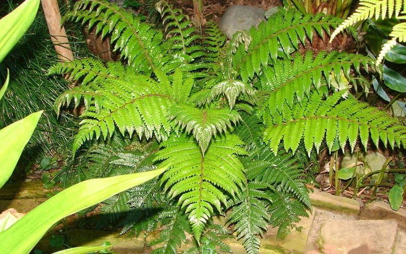 Korean Rock Fern - 1 Gallon Pot 7 Korean Rock Fern - 1 Gallon Pot - Image 5