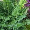 Korean Rock Fern - 6 Pack Of 1 Gallon Pots -Wilson Bros Garden polystichum tsus simense korean rock fern 8 1