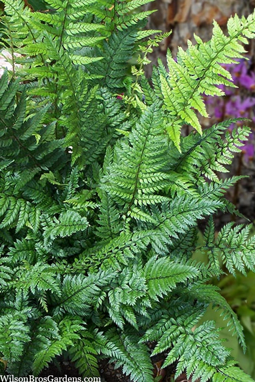 Korean Rock Fern - 1 Gallon Pot 3 Korean Rock Fern - 1 Gallon Pot