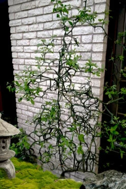 Flying Dragon Hardy Orange Tree - 7 Gallon Pot (5-6')