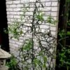 Flying Dragon Hardy Orange Tree - 7 Gallon Pot (3-4') -Wilson Bros Garden poncirus trifoliata flying dragon hardy orange 20 2