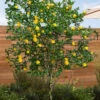 Flying Dragon Hardy Orange (Single Trunk Tree Form) - 7 Gallon Pot (6-7') -Wilson Bros Garden poncirus trifoliata flying dragon hardy orange 23