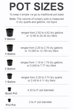 Krewer Rabbiteye Blueberry - 3 Gallon Pot 7 Krewer Rabbiteye Blueberry - 3 Gallon Pot -Wilson Bros Garden pot size chart 2022 453