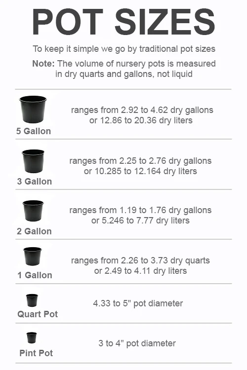 Pink Lemonade Blueberry - 5 Gallon Pot 4 Pink Lemonade Blueberry - 5 Gallon Pot - Image 2