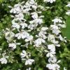 White Star Creeper (Pratia Angulata) - 5 Pack Of Pint Pots 1 White Star Creeper (Pratia Angulata) - 5 Pack Of Pint Pots -Wilson Bros Garden pratia angulata white star creeper 1