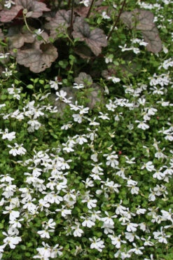 White Star Creeper (Pratia Angulata) - 5 Pack Of Pint Pots -Wilson Bros Garden pratia angulata white star creeper 2