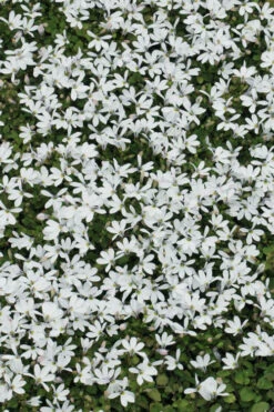 White Star Creeper (Pratia Angulata) - 5 Pack Of Pint Pots -Wilson Bros Garden pratia angulata white star creeper 3