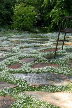 White Star Creeper (Pratia Angulata) - 5 Pack Of Pint Pots -Wilson Bros Garden pratia angulata white star creeper 5