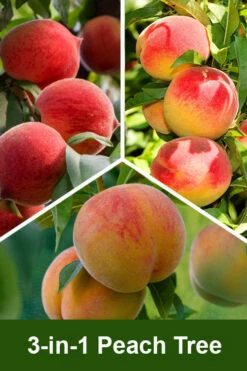 3-in-1 Combo Peach Tree - 7 Gallon Pot
