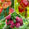3-in-1 Fruit Cocktail Tree (Prunus) - 7 Gallon Pot -Wilson Bros Garden prunus 3 in 1 fruit cocktail tree 2