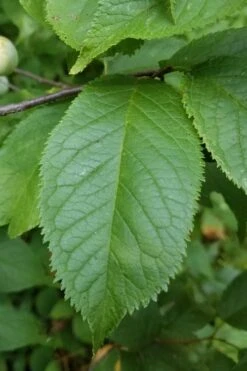 American Wild Plum Tree (Prunus Americana) - 3 Gallon Pot 16 American Wild Plum Tree (Prunus Americana) - 3 Gallon Pot -Wilson Bros Garden prunus americana american wild plum tree 10