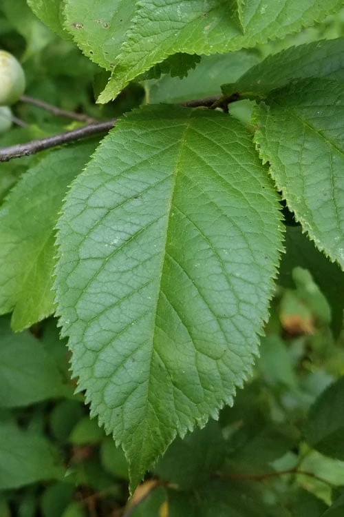 American Wild Plum Tree (Prunus Americana) - 3 Gallon Pot 9 American Wild Plum Tree (Prunus Americana) - 3 Gallon Pot - Image 7