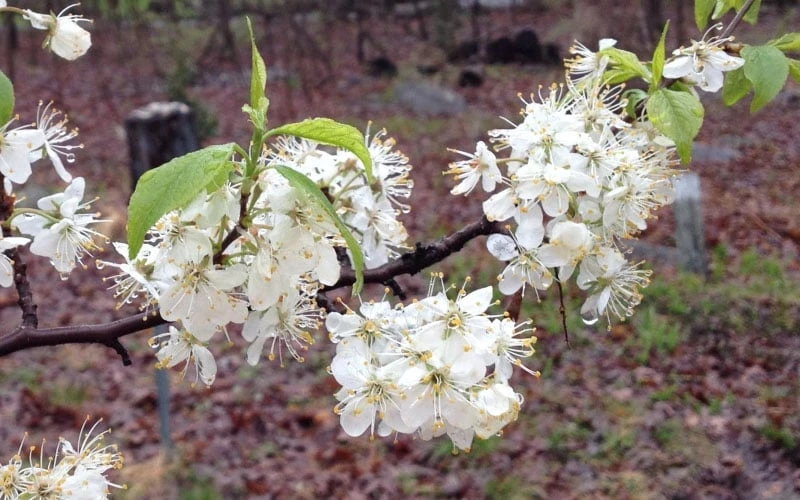 American Wild Plum Tree (Prunus Americana) - 1 Gallon Pot 10 American Wild Plum Tree (Prunus Americana) - 1 Gallon Pot - Image 8
