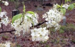 American Wild Plum Tree (Prunus Americana) - 3 Gallon Pot 17 American Wild Plum Tree (Prunus Americana) - 3 Gallon Pot -Wilson Bros Garden prunus americana american wild plum tree 11