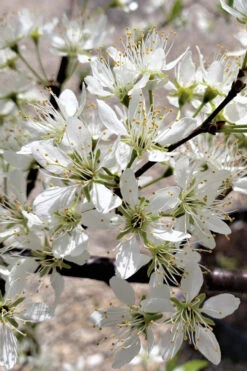 American Wild Plum Tree (Prunus Americana) - 1 Gallon Pot -Wilson Bros Garden prunus americana american wild plum tree 5 3