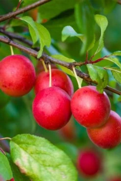 American Wild Plum Tree (Prunus Americana) - 1 Gallon Pot 14 American Wild Plum Tree (Prunus Americana) - 1 Gallon Pot -Wilson Bros Garden prunus americana american wild plum tree 6 1