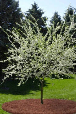 American Wild Plum Tree (Prunus Americana) - 3 Gallon Pot -Wilson Bros Garden prunus americana american wild plum tree 9 2