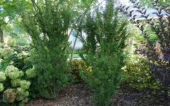 Zuzu Flowering Cherry (Prunus Incisa 'Rinpo') - 5 Gallon Pot 17 Zuzu Flowering Cherry (Prunus Incisa 'Rinpo') - 5 Gallon Pot -Wilson Bros Garden prunus incisa zuzu flowering cherry 2 1