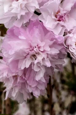 Zuzu Flowering Cherry (Prunus Incisa 'Rinpo') - 5 Gallon Pot 15 Zuzu Flowering Cherry (Prunus Incisa 'Rinpo') - 5 Gallon Pot -Wilson Bros Garden prunus incisa zuzu flowering cherry 4 1