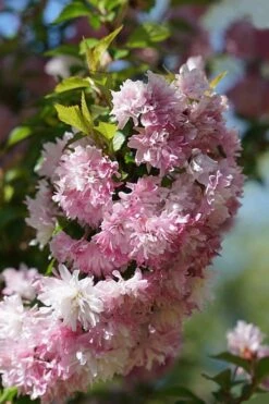 Zuzu Flowering Cherry (Prunus Incisa 'Rinpo') - 5 Gallon Pot 14 Zuzu Flowering Cherry (Prunus Incisa 'Rinpo') - 5 Gallon Pot -Wilson Bros Garden prunus incisa zuzu flowering cherry 5 1