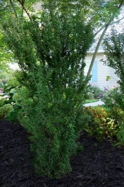 Zuzu Flowering Cherry (Prunus Incisa 'Rinpo') - 5 Gallon Pot 13 Zuzu Flowering Cherry (Prunus Incisa 'Rinpo') - 5 Gallon Pot -Wilson Bros Garden prunus incisa zuzu flowering cherry 7 1