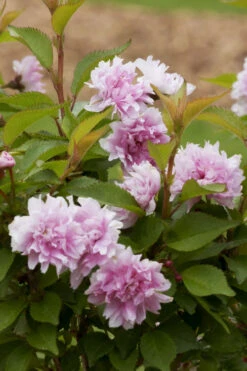 Zuzu Flowering Cherry (Prunus Incisa 'Rinpo') - 3 Gallon Pot