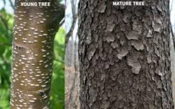 Wild Black Cherry Tree - 3 Gallon Pot -Wilson Bros Garden prunus serotina wild black cherry tree 10 1