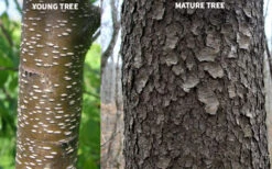 Wild Black Cherry Tree - 1 Gallon Pot 21 Wild Black Cherry Tree - 1 Gallon Pot -Wilson Bros Garden prunus serotina wild black cherry tree 10 2